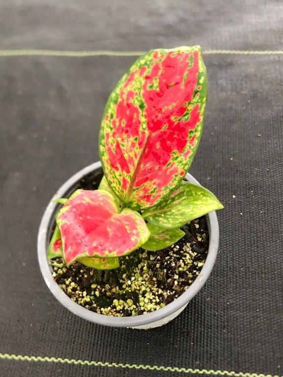 Aglaonema commutatum Sunshine M11