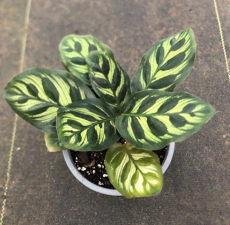 Calathea makoyana M11