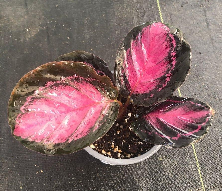 Calathea picturata crimson M11