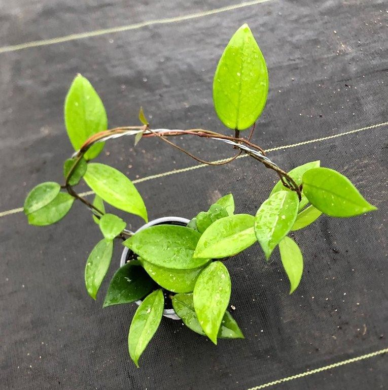 Hoya carnosa verde