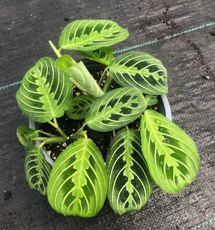 Maranta lemon lime B15