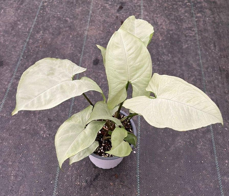 Syngonium podophyllum holly M15