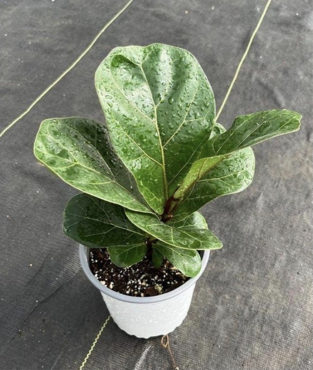 Ficus lyrata-M13