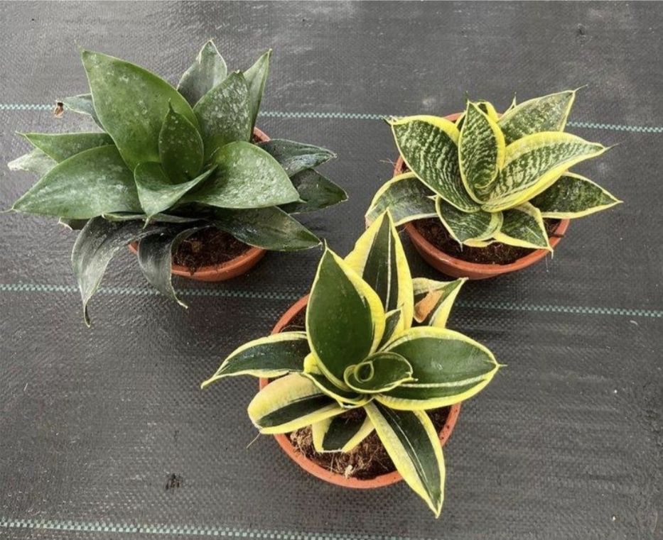 Sansevieria enana variedades-B15