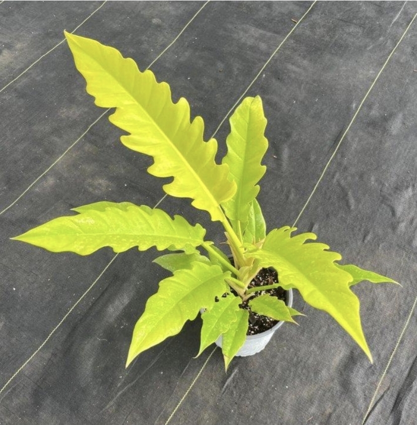 Philodendron ring of fire golden-M17