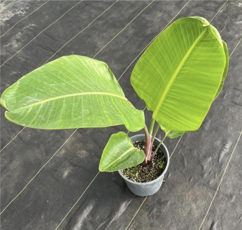 Strelizia nicolai-M27