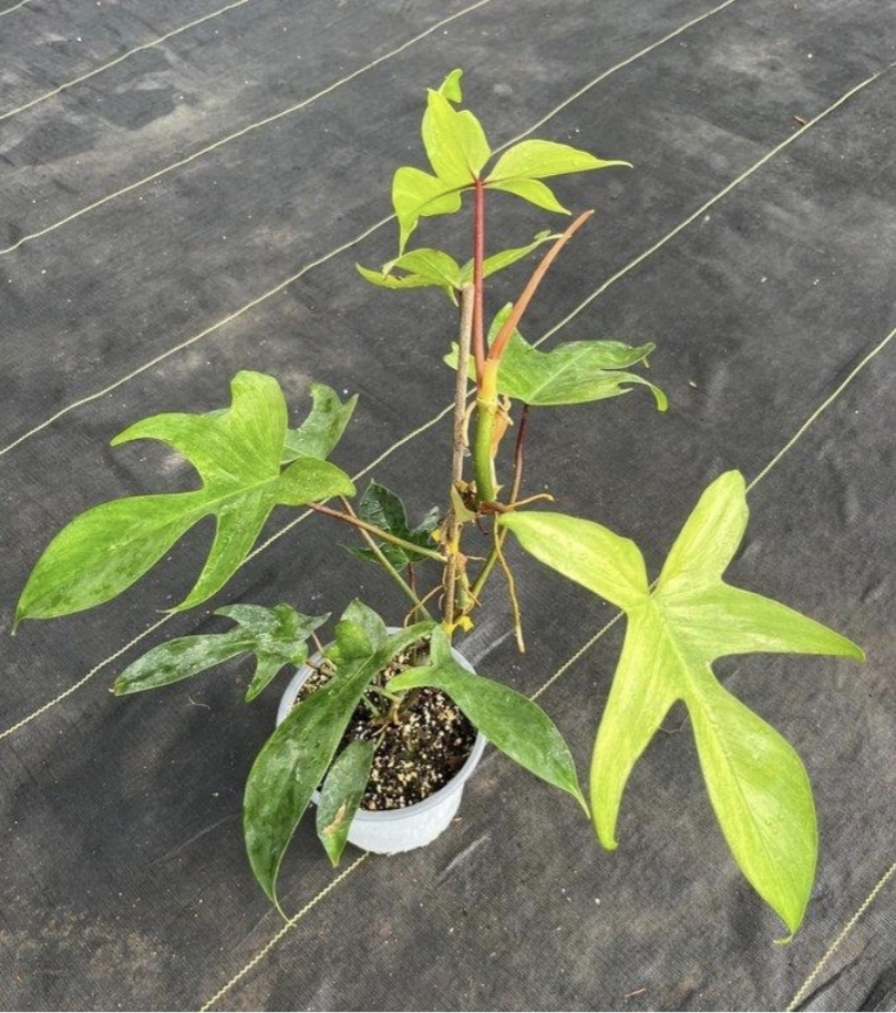 Philodendron pedatum florida ghost-M15
