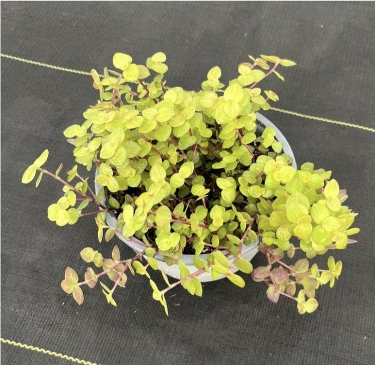 Callisia repens gold-B15