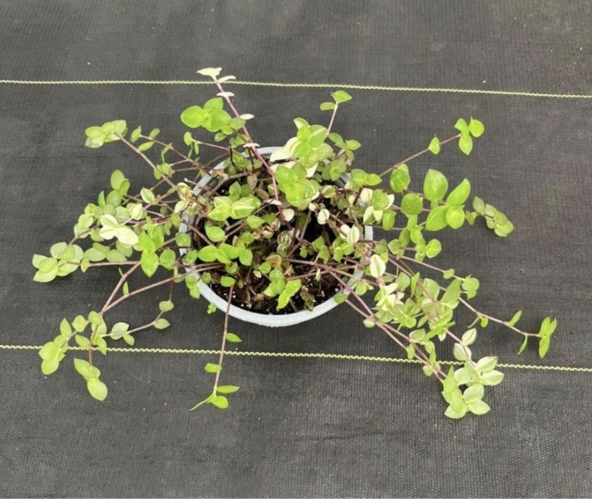 Callisia repens variegada (tricolor)-B15