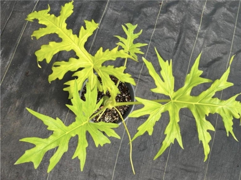 Philodendron warscewiczii flavum-M24