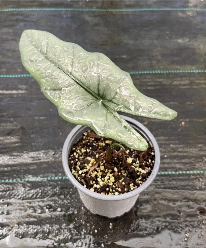 Alocasia heterophylla metallic blue-M11