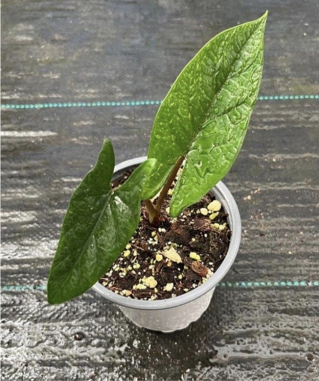 Alocasia scalprum-M11