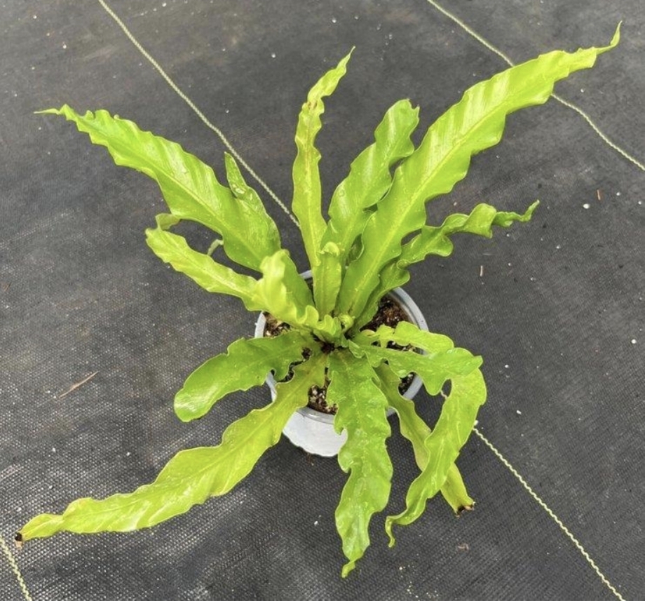 Asplenium antiquum osakaM11