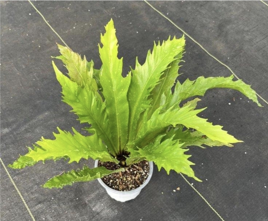 Asplenium nidus venus-M11