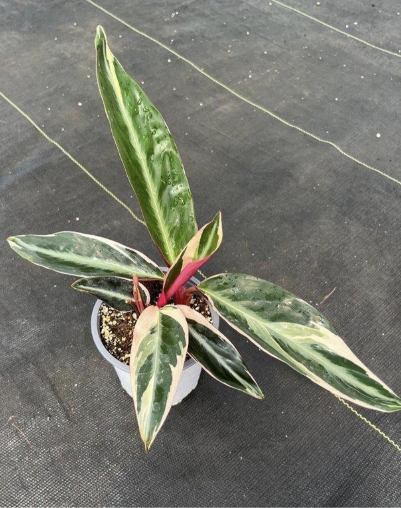 Calathea stromanthe tricolorM11
