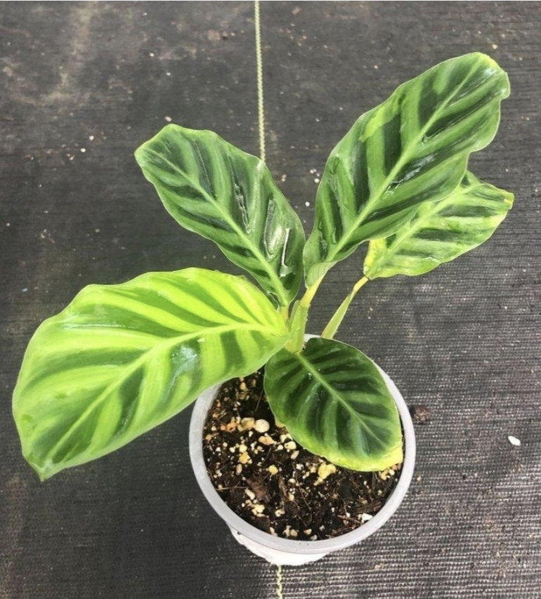 Calathea zebrina-M11