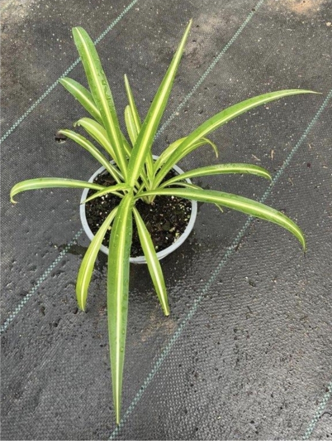Chlorophytum comosum (cinta)-B15
