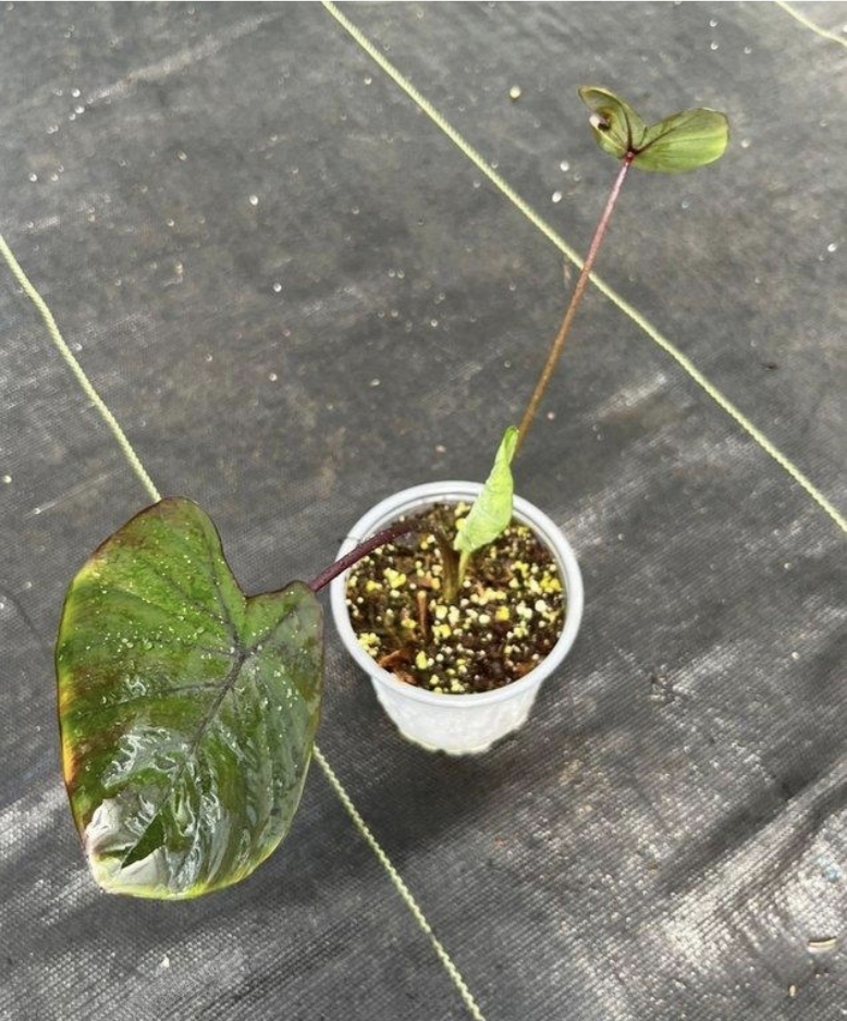 Colocasia black magic-M11
