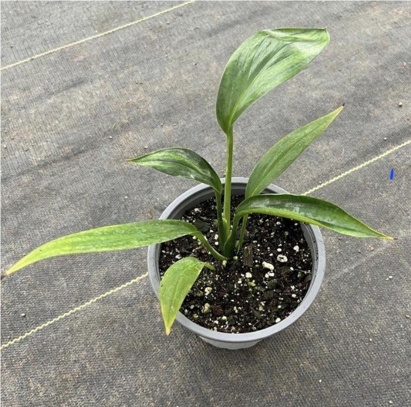 Epipremnum amplissimum verde-M13