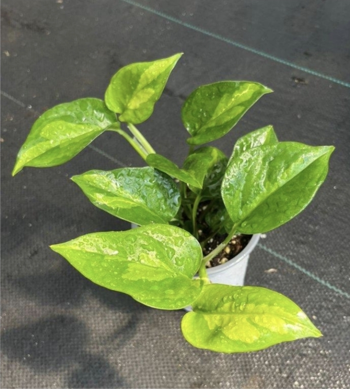 Epipremnum global greenM11