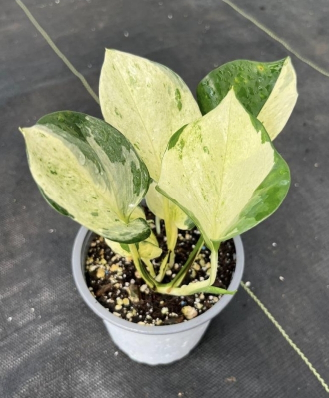 Epipremnum manjula-M13