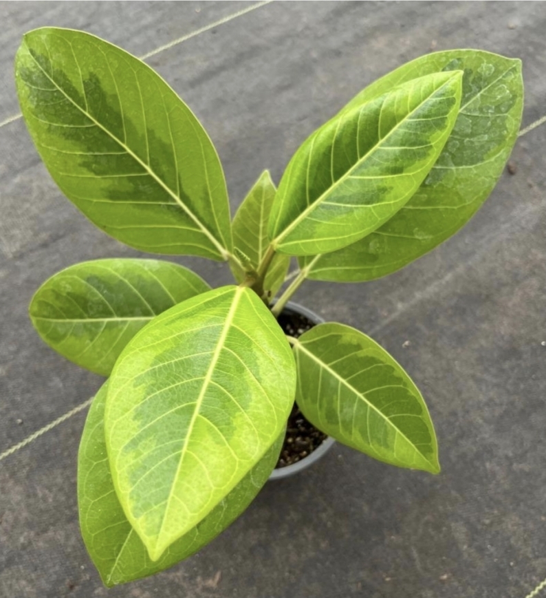 Ficus altissima cv. Variegata- M13