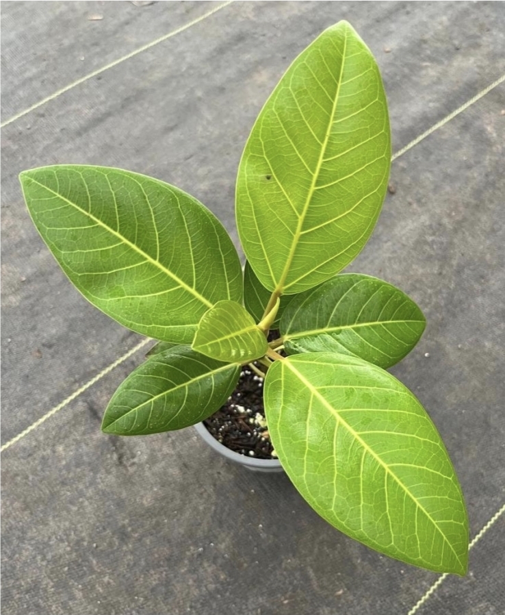 Ficus benghalensis gold-M13