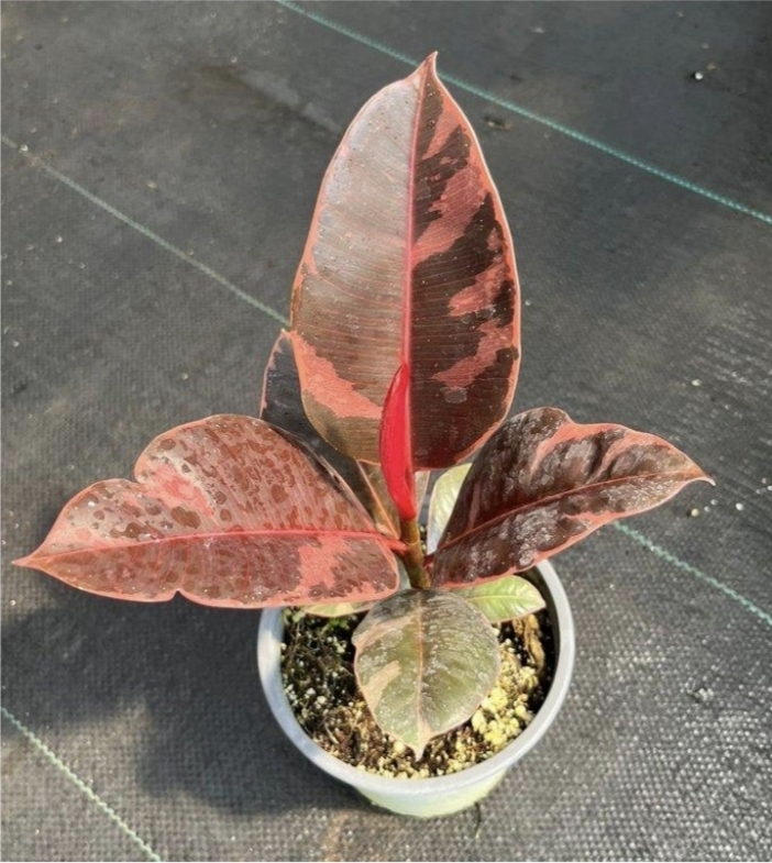 Ficus ruby-M13
