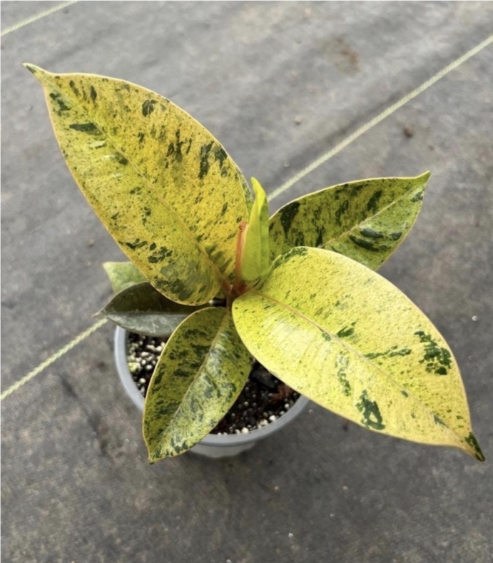Ficus shivereana-M11