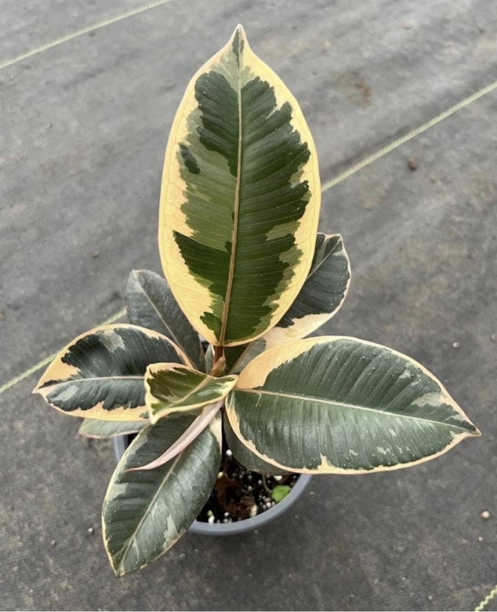 Ficus tineke-M11