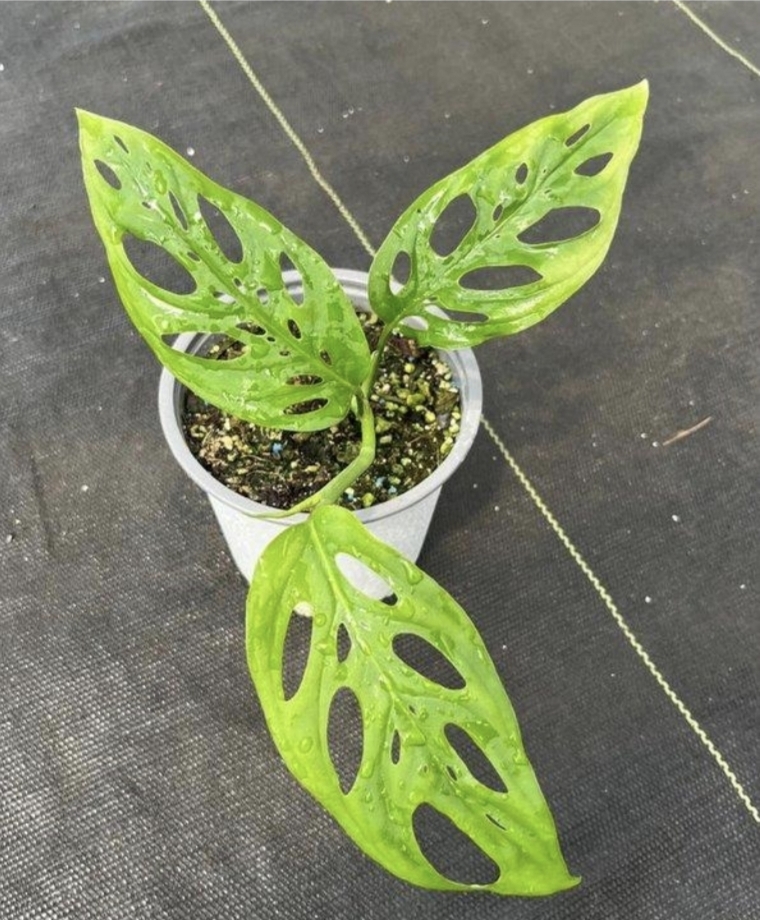 Monstera adansonii-M13