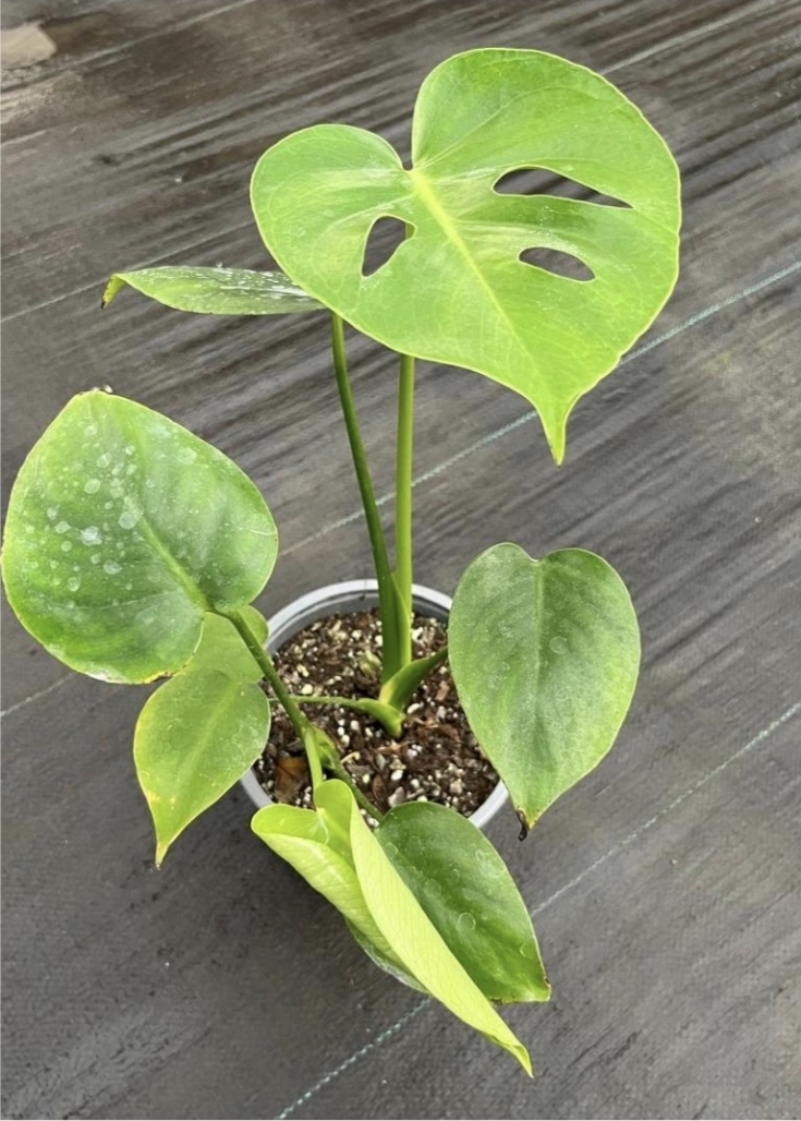 Monstera deliciosa doble-M15
