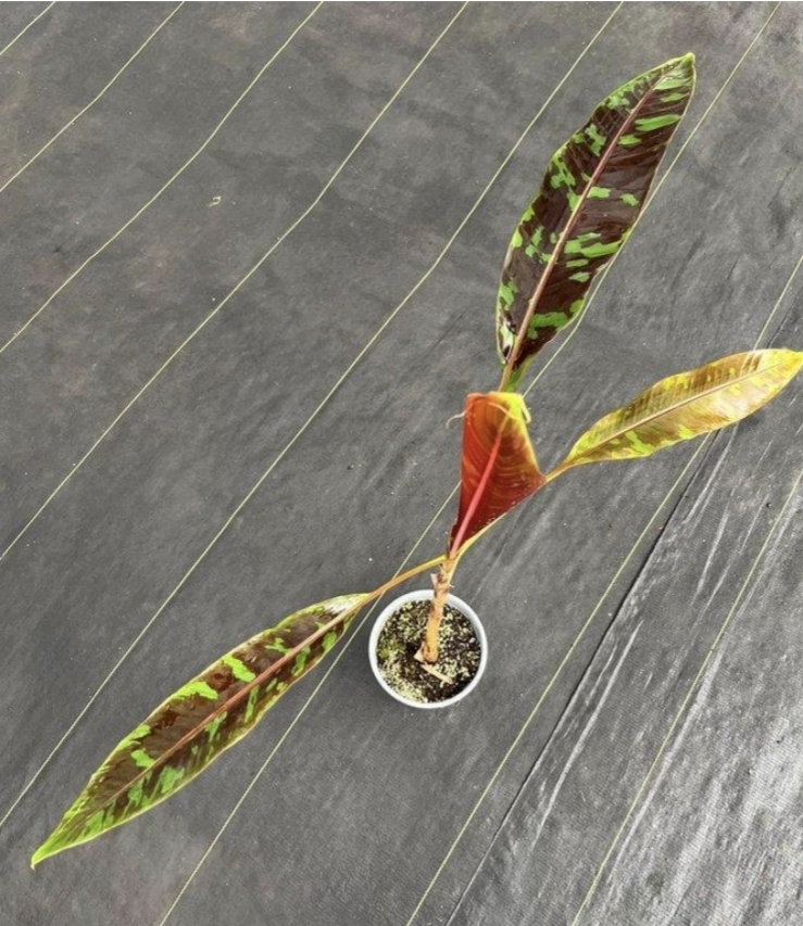 Musa acuminata Zebrina-M17
