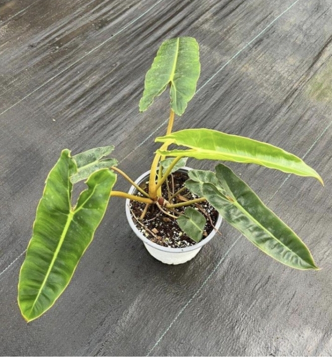 Philodendron billietiae-M15