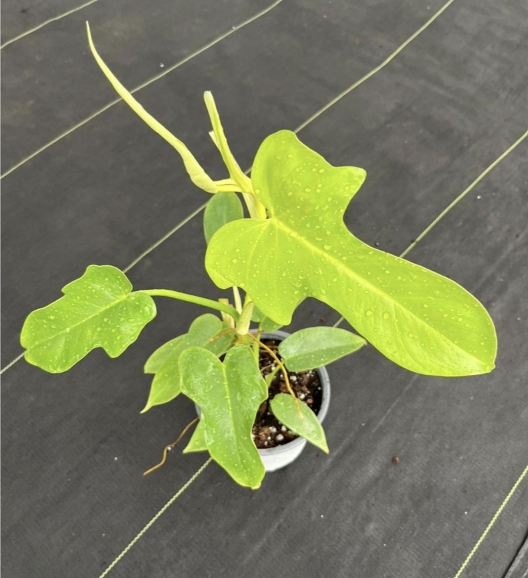 Philodendron bipennifolium aurea-M15