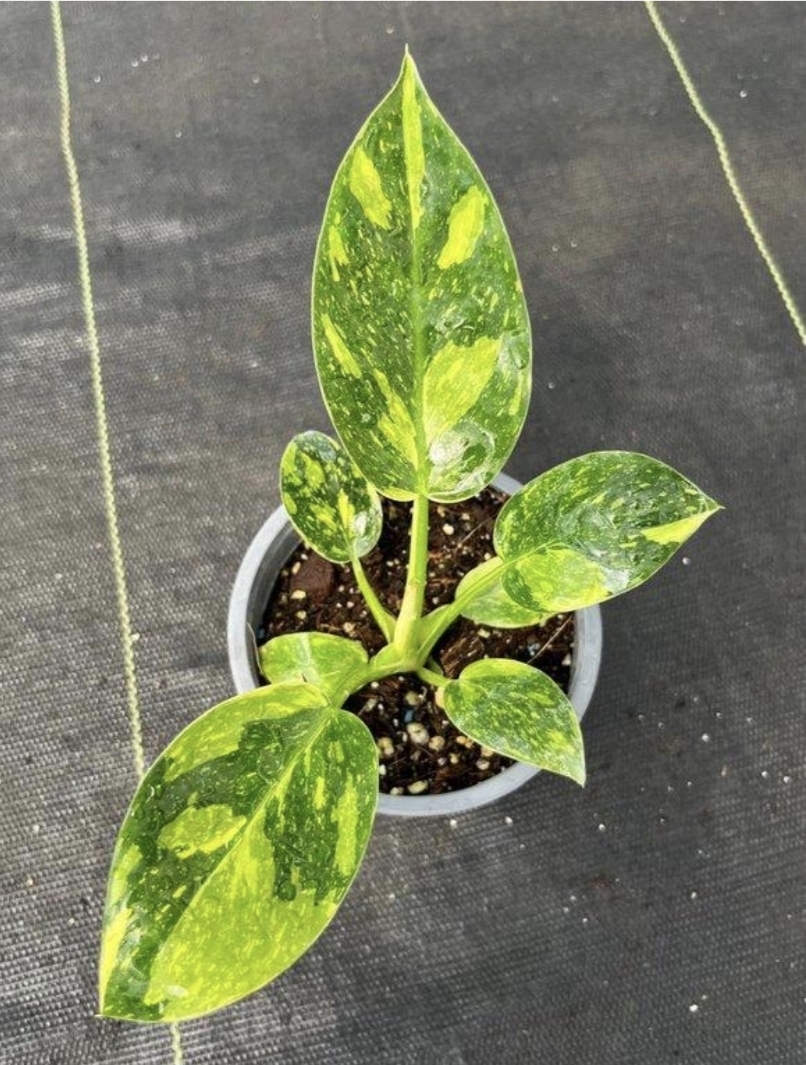 Philodendron green congo hybrid variegated-M11