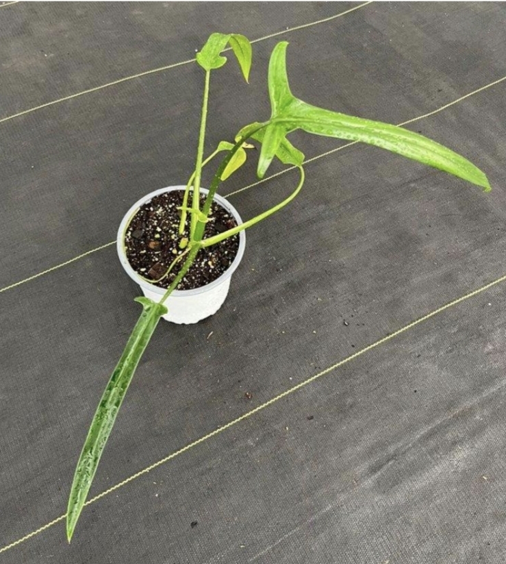 Philodendron holtonianumM15