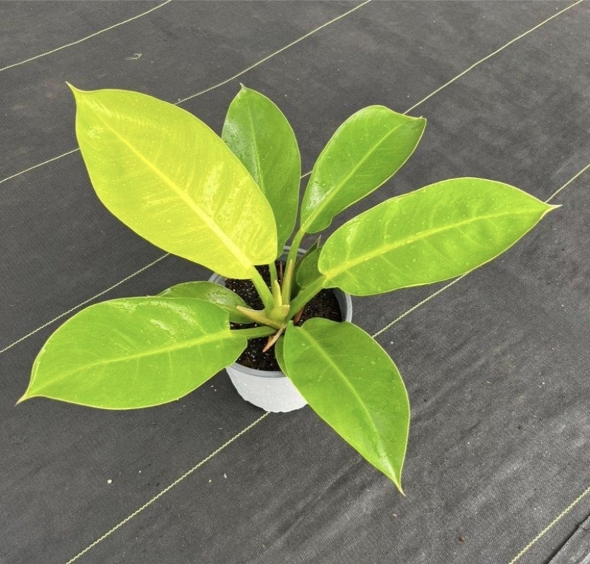 Philodendron imperial golden-M17