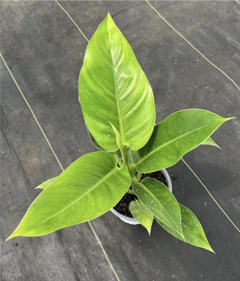 Philodendron M15 imperial green