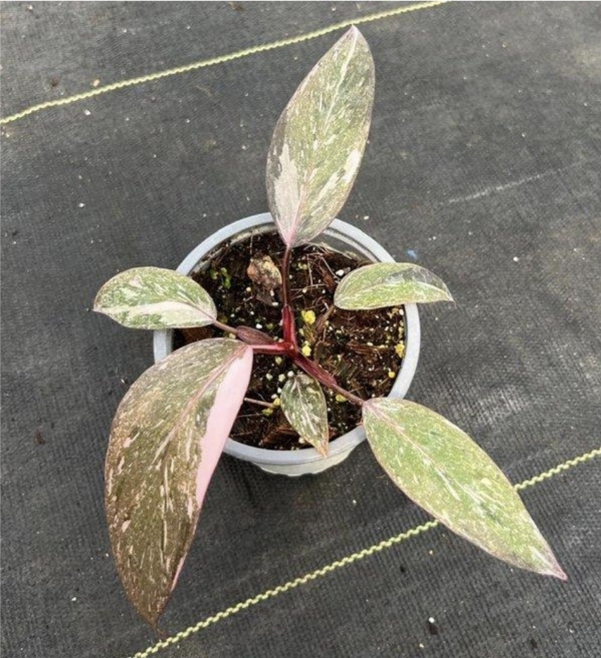 Philodendron pink princess galaxy-M11