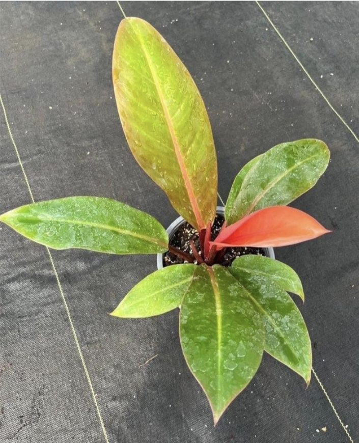 Philodendron prince of orange-M15