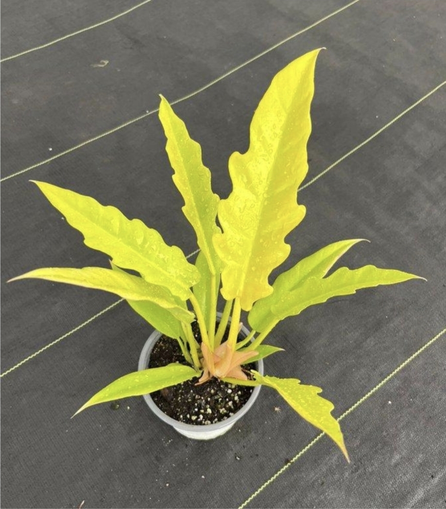 Philodendron ring of fire golden-M13