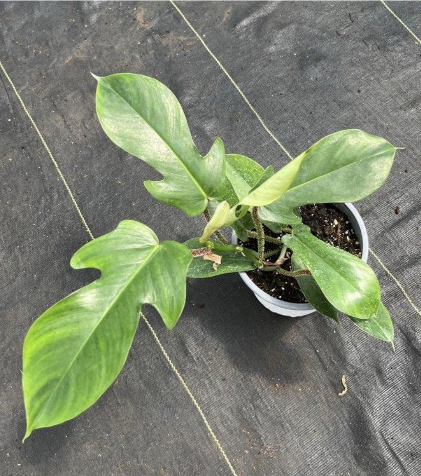 Philodendron squamiferumM15