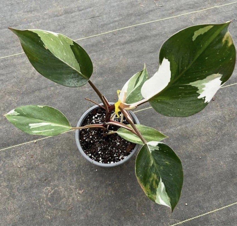 Philodendron white knight- M15