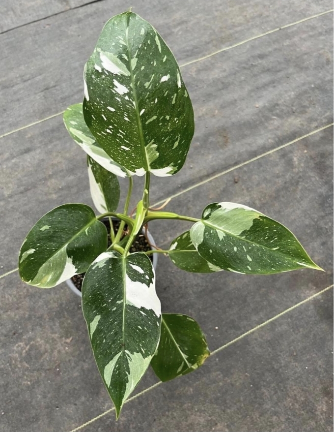Philodendron white wizard- M15