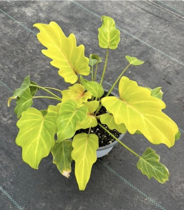 Philodendron xanadu goldenM15