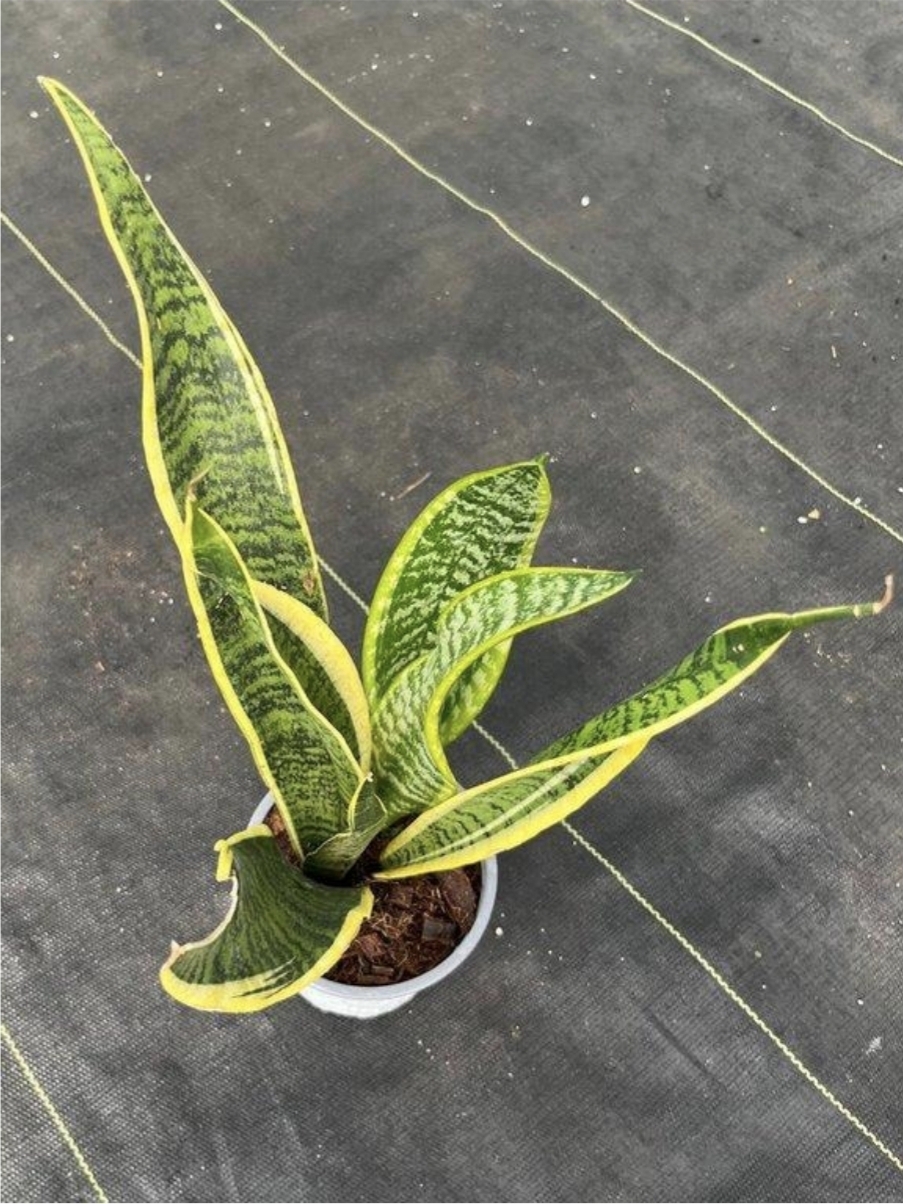Sansevieria laurentii-M13