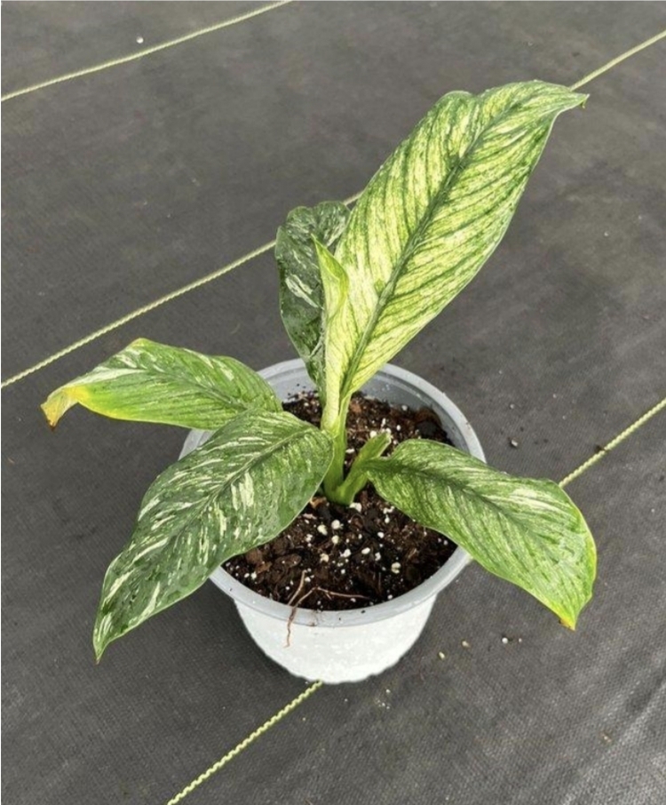 Spathiphyllum sensation variegata-M15