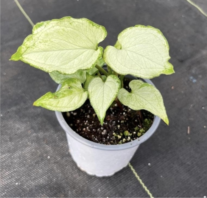 Syngonium mouse ears-M11