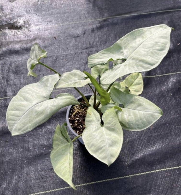 Syngonium podophyllum holly-M13